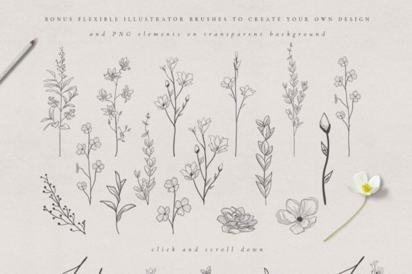 Illustrator Art Brushes Collection. Herb Review