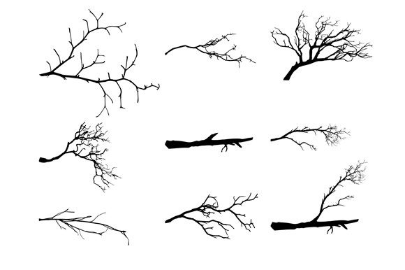 Set of Dry Tree Branches Review